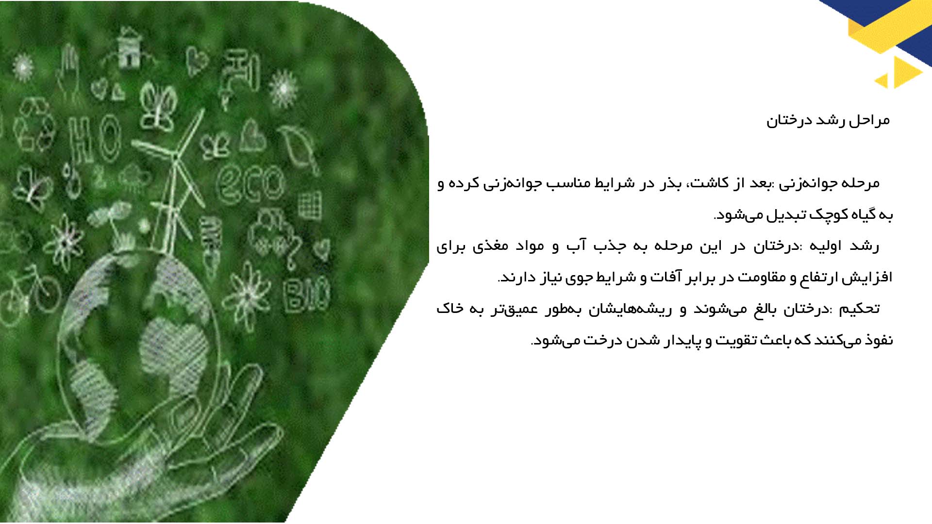 پاورپوینت در مورد بررسی روند رشد و کشت درختان در جنگل‌ها
